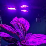 Gardlov 20440 Osvetlenie pre pestovanie rastlín GROW LIGHT E27, 108 LED, 8 W